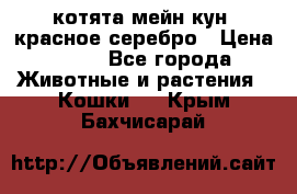 котята мейн кун, красное серебро › Цена ­ 30 - Все города Животные и растения » Кошки   . Крым,Бахчисарай